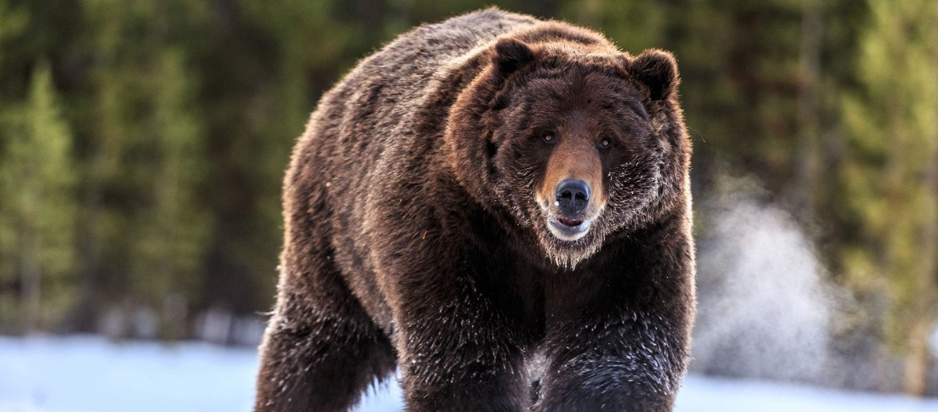 Η επική μάχη μιας αρκούδας με ένα βίσονα (βίντεο)